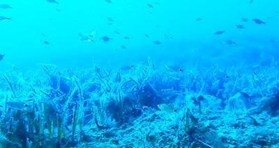 posidonia oceanica